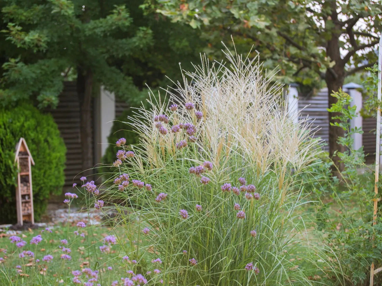 Hoge siergrassen met paarse bloemen in een border, met een houten insectenhotel.